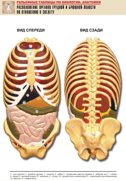 Рельефная таблица Расположение органов грудной и брюшной полостей по отношению к скелету