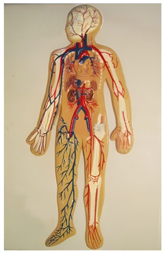 Модель барельефная Кровеносная система