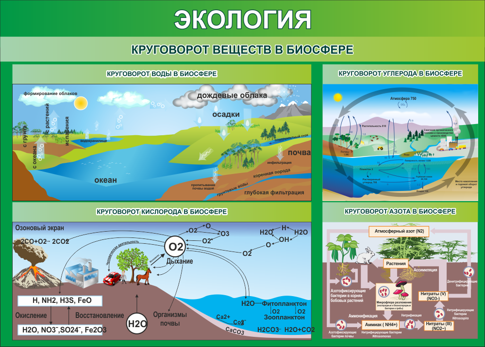 Стенд Круговорот веществ в биосфере, 1400х1000 мм