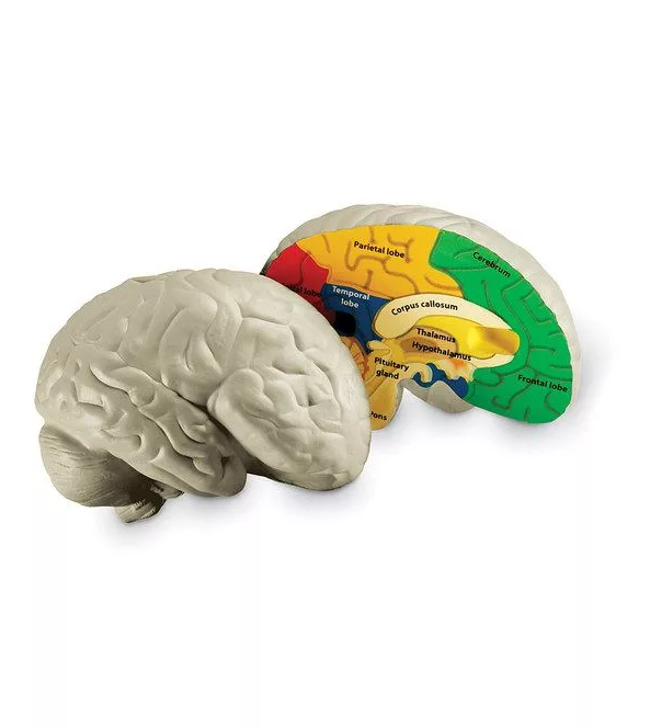 Демонстрационная модель Мозг человека в разрезе (анатомическая)