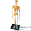 Демонстрационная модель Анатомия человека. Скелет человека