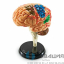 Демонстрационная модель Анатомия человека. Мозг