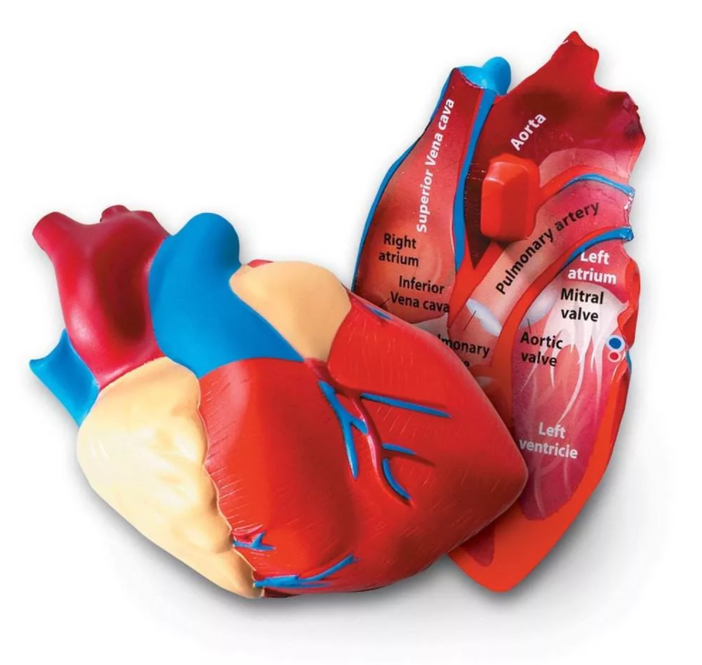 Демонстрационная модель Сердце человека в разрезе (анатомическая)