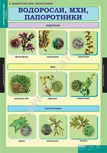 Группа растений мхи 3 примера. Водоросли названия 3 класс. Мхи названия 3 класс окружающий. Мхи водоросли папоротники названия. Водоросли названия растений 3 класс.