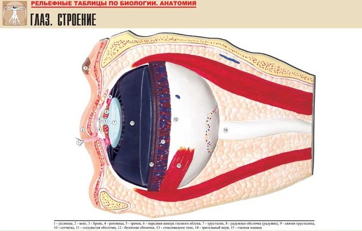 Рельефная таблица Строение глаза
