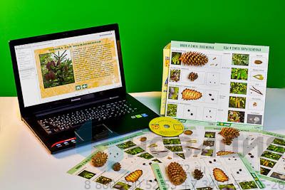 Коллекция натурально-интерактивная Шишки, плоды, семена деревьев и кустарников