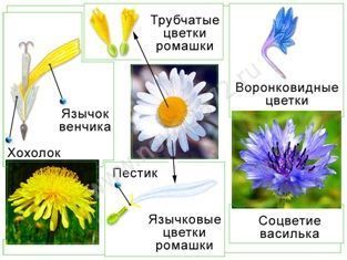 Цветы из бумаги своими руками: примеры, инструкция, 50 фото для декора