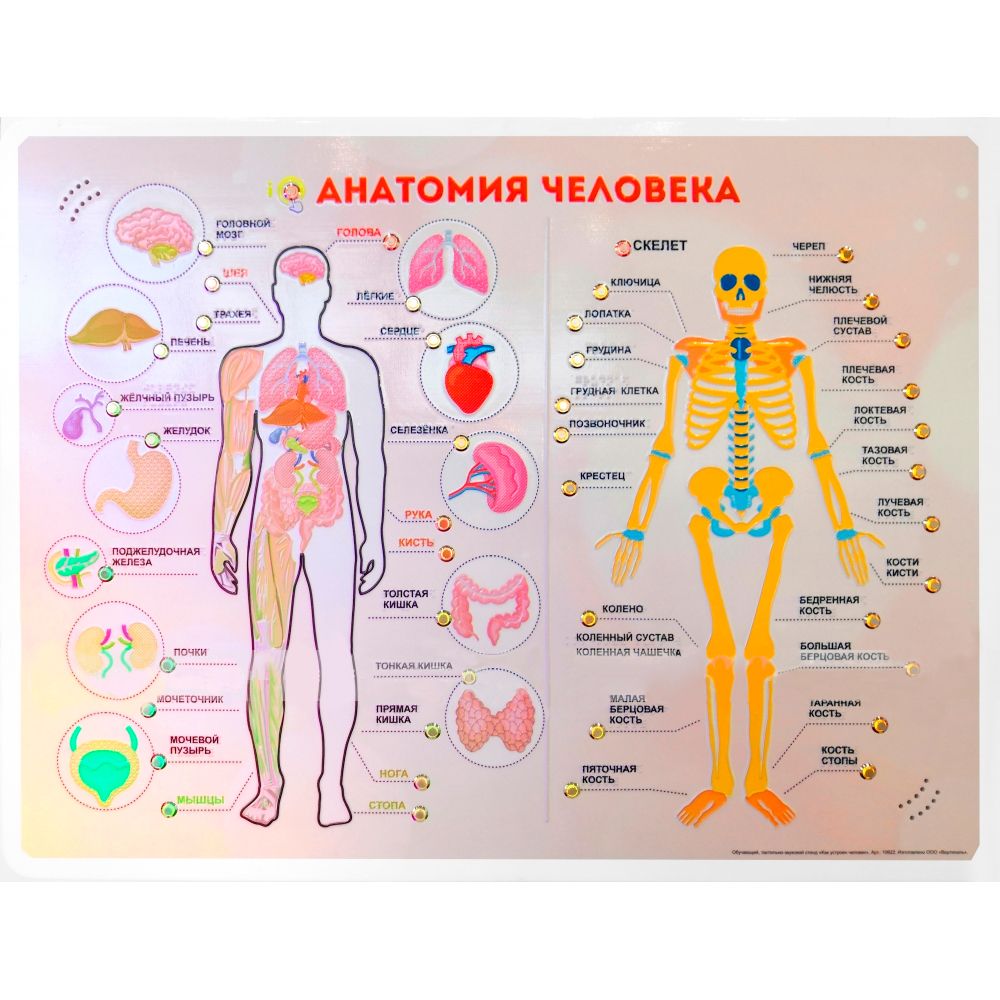 Стенд тактильно-звуковой Анатомия человека (с индукционной петлей)