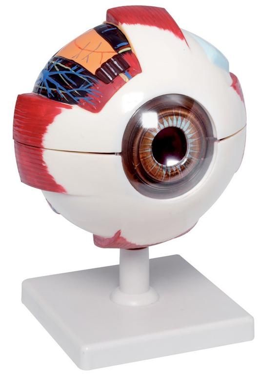Модель Глаз человека