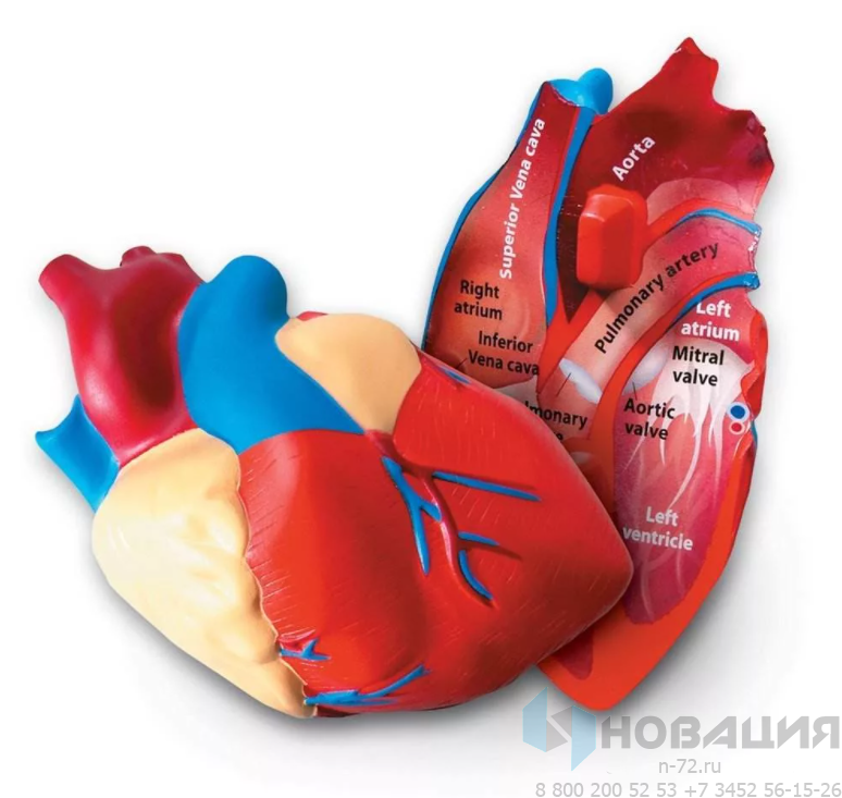 Сердце человека модель в разрезе