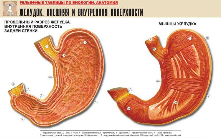 Анатомия желудка, строение желудка, лечение желудка