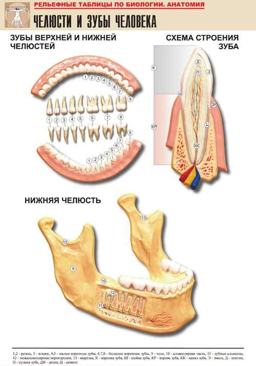 Рельефная таблица Челюсти и зубы человека