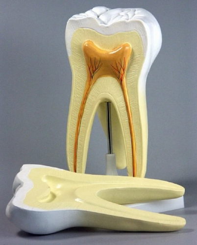 Модель Строение зуба человека