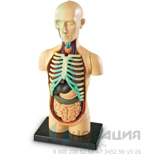 Демонстрационная модель Анатомия человека. Тело