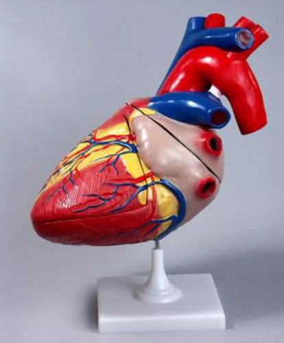 Модель Сердце человека