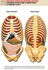 Рельефная таблица Расположение органов грудной и брюшной полостей по отношению к скелету