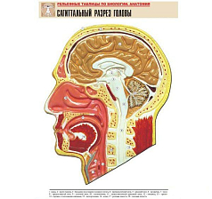 Рельефная таблица Сагиттальный разрез головы