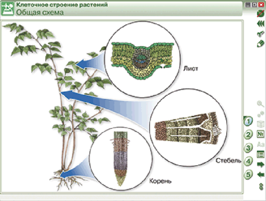 Пособие для интерактивной доски Химия клетки. Вещества, клетки и ткани растений