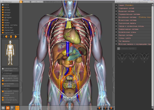 3D-программа Виртуальная Анатомия