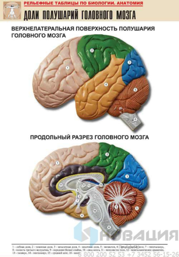 Рельефная таблица Доли полушарий головного мозга