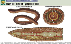 Рельефная таблица Внутреннее строение дождевого червя