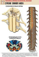 Рельефная таблица Строение спинного мозга