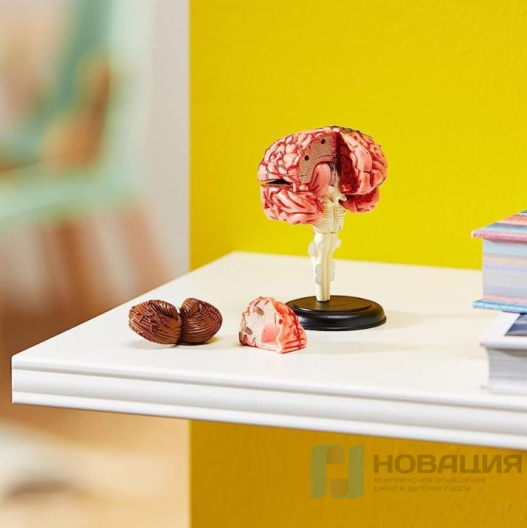 Демонстрационная модель Анатомия человека. Мозг
