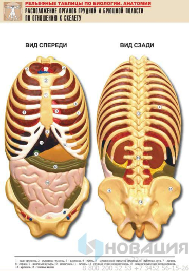 Рельефная таблица Расположение органов грудной и брюшной полостей по отношению к скелету