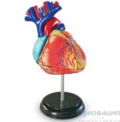 Демонстрационная модель Анатомия человека. Сердце человека