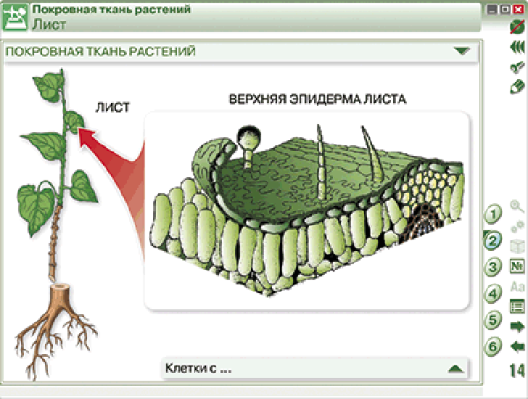 Пособие для интерактивной доски Химия клетки. Вещества, клетки и ткани растений
