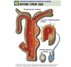 Рельефная таблица Внутреннее строение гидры