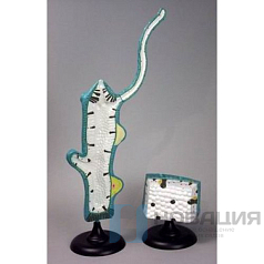 Модель Гидра