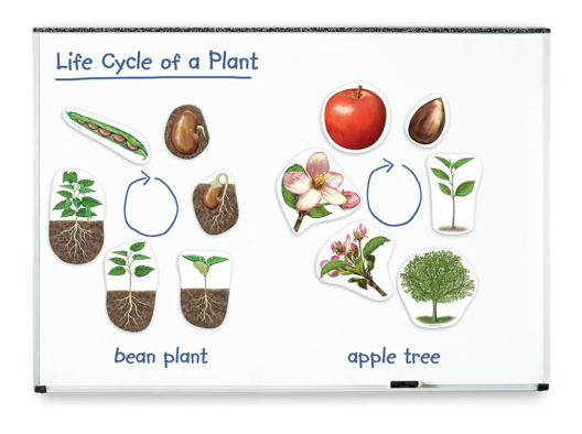 Магнитный демонстрационный материал Жизненный цикл растений