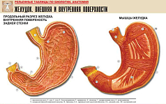 Рельефная таблица Желудок. Внешняя и внутренняя поверхности