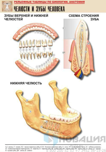 Рельефная таблица Челюсти и зубы человека