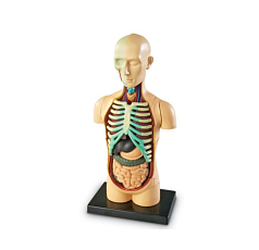 Демонстрационная модель Анатомия человека. Тело