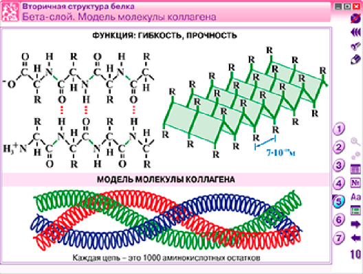Пособие для интерактивной доски Наглядная химия. Органическая химия. Белки и нуклеиновые кислоты