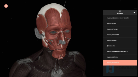 Интерактивный стол Реальная анатомия