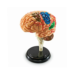 Демонстрационная модель Анатомия человека. Мозг