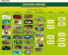 Стенд Систематика животных, 0,9х0,7 м