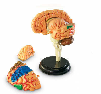 Демонстрационная модель Анатомия человека. Мозг