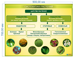 Стенд Систематика растений 0,9х0,7 м