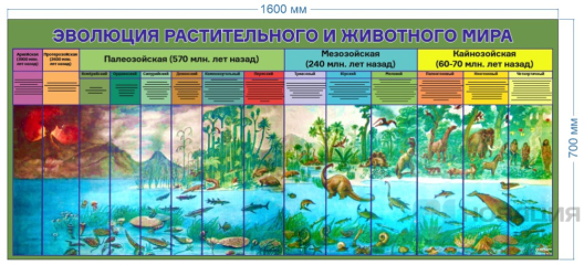 Стенд Эволюция растительного и животного мира, 1,6х0,7 м