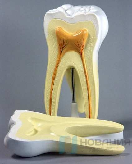 Модель Строение зуба человека