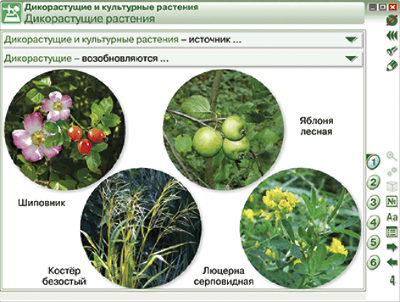 Пособие для интерактивной доски Растение – живой организм