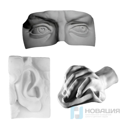 Набор гипсовых анатомических деталей, 3 шт