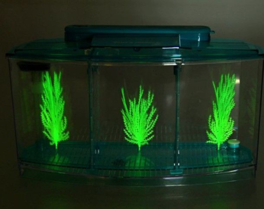 Аквариум-отсадник (на 1,5 литра) с подсветкой и светящимися растениями