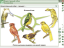 Пособие для интерактивной доски Эволюционное учение