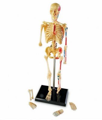 Демонстрационная модель Анатомия человека. Скелет человека