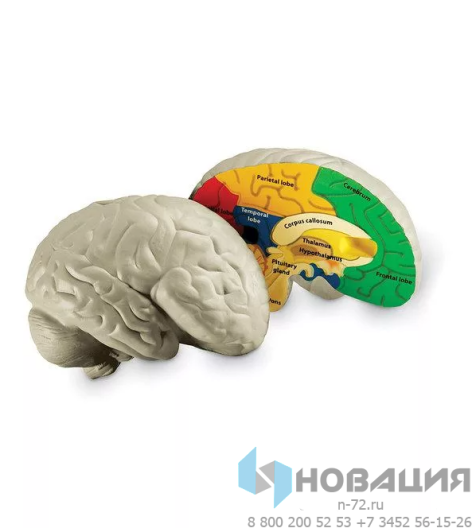 Демонстрационная модель Мозг человека в разрезе (анатомическая)